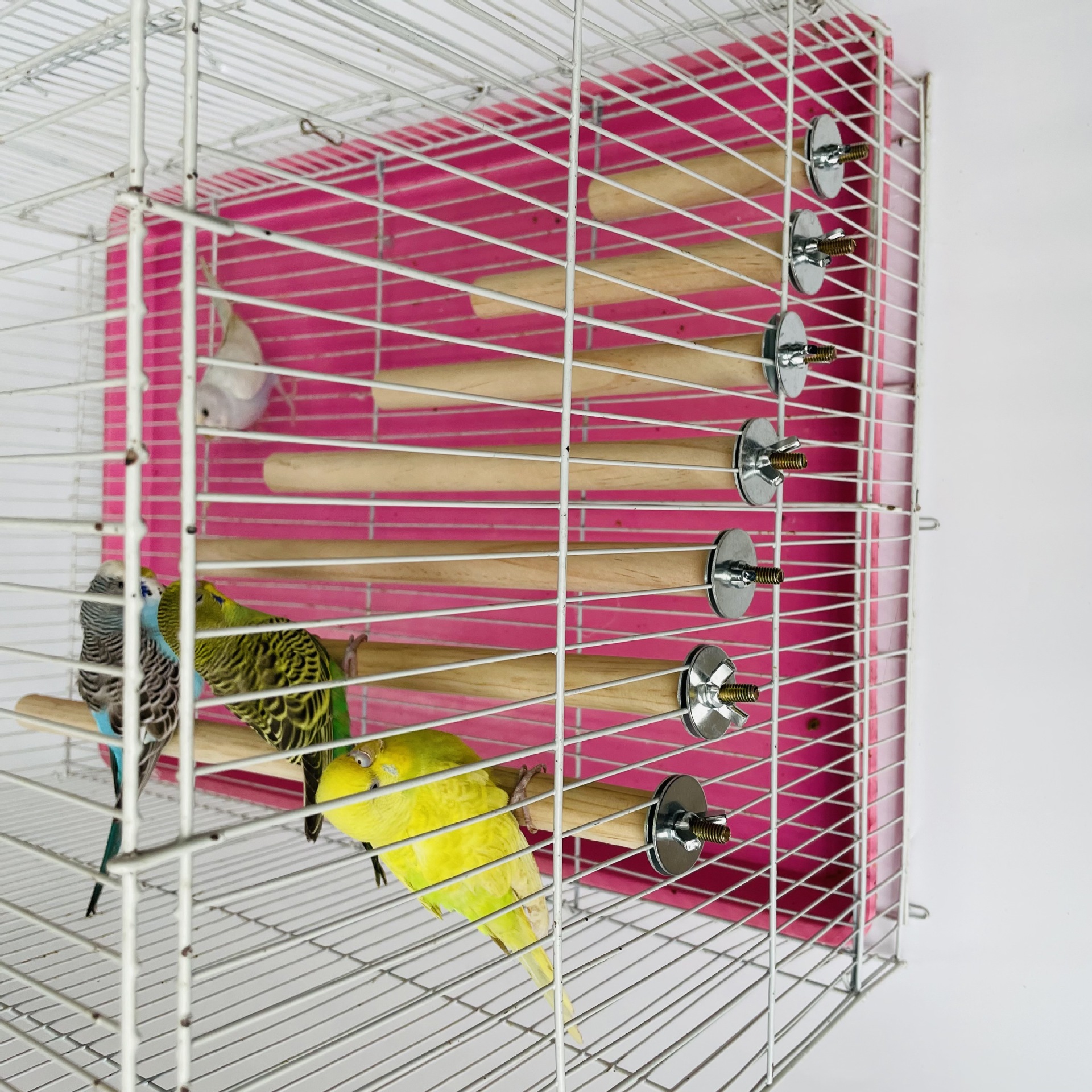 Parrot Pet Raw Standing Stick  - đánh giá và giá Pet X Supplies & Tack Howell Mi