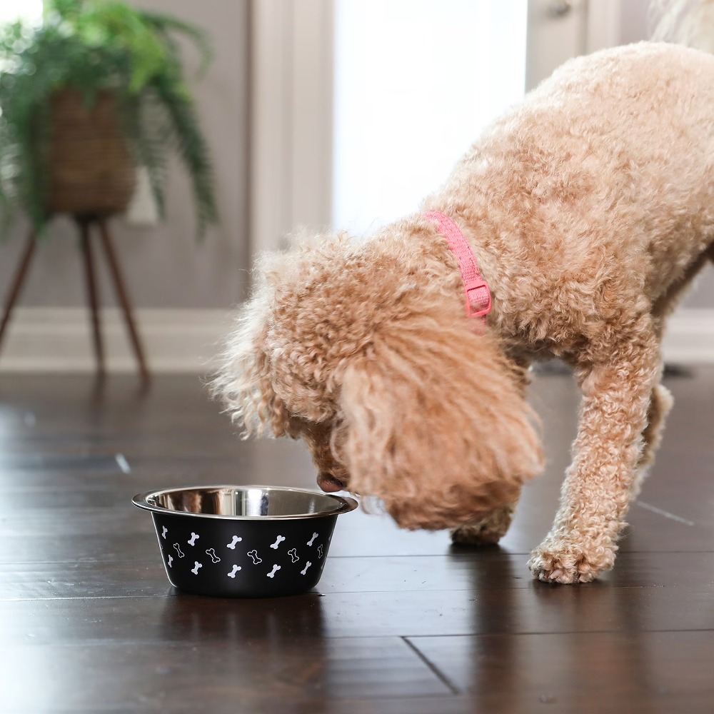 Stainless Steel Dog Bowl with  - đánh giá và giá Pet Supplies For Dogs